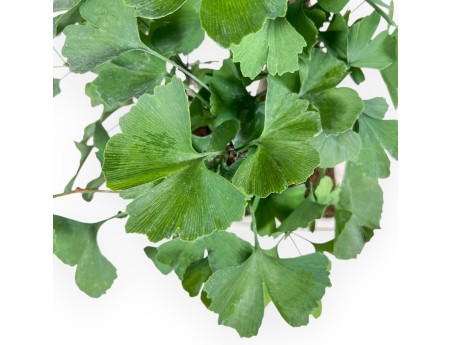 Ginkgo biloba Bonsai %separator% %category%