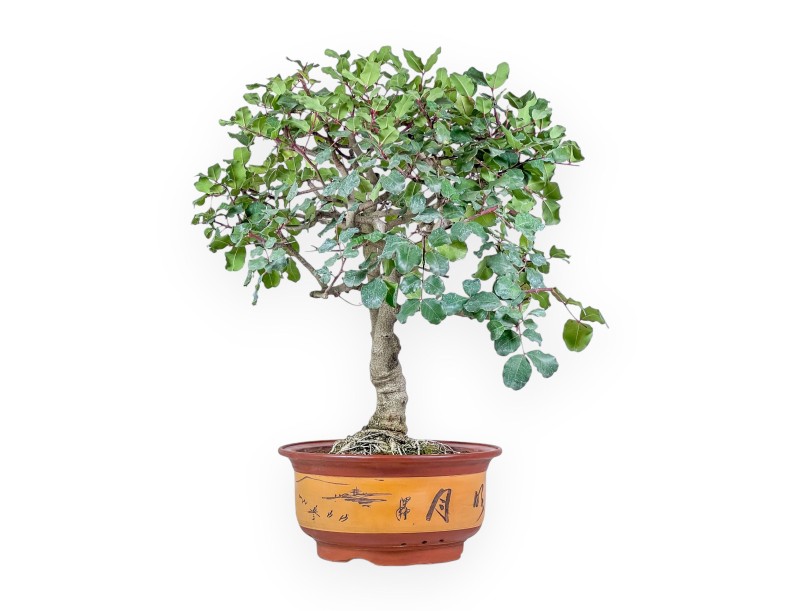 Ceratonia siliqua bonsai – Carob %separator% %category% evergreen