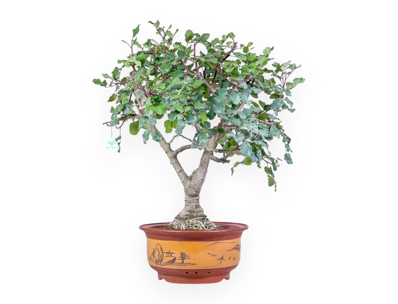 Bonsai di Ceratonia siliqua - Carrubo %separator% %category% sempreverde