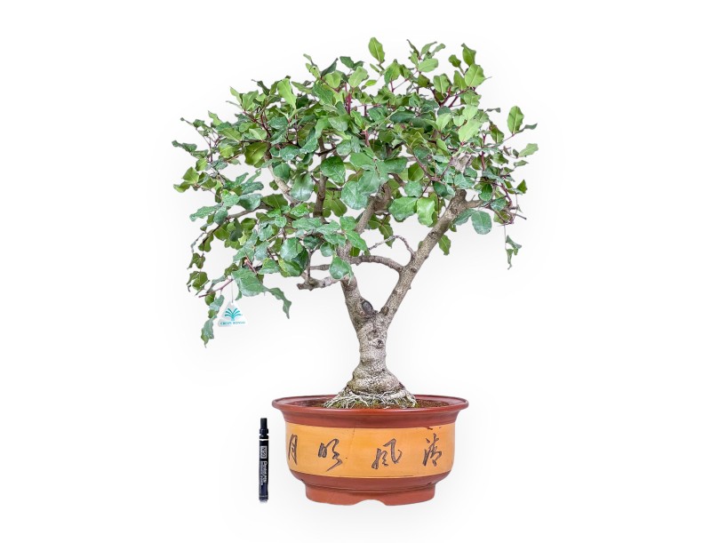 Bonsái de Ceratonia siliqua - Algarrobo %separator% %category% de hoja perenne