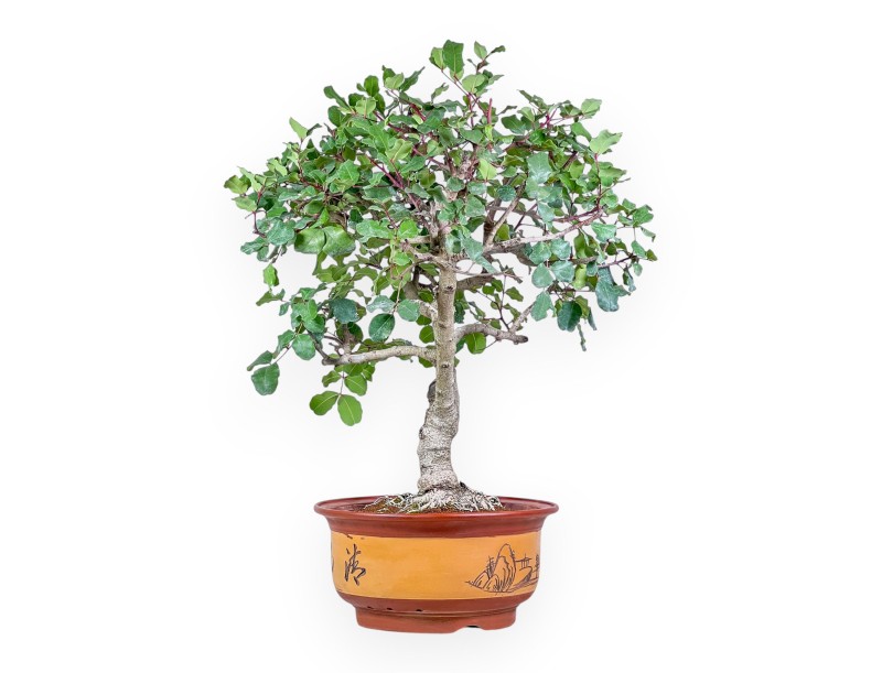 Bonsai di Ceratonia siliqua - Carrubo %separator% %category% sempreverde