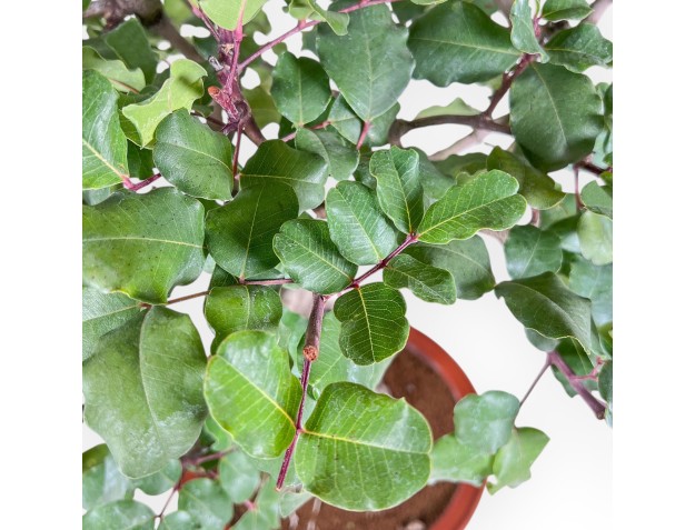 Bonsai di Ceratonia siliqua - Carrubo %separator% %category% sempreverde 2