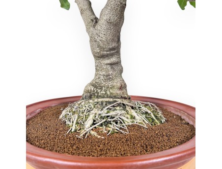 Bonsai di Ceratonia siliqua - Carrubo %separator% %category% sempreverde
