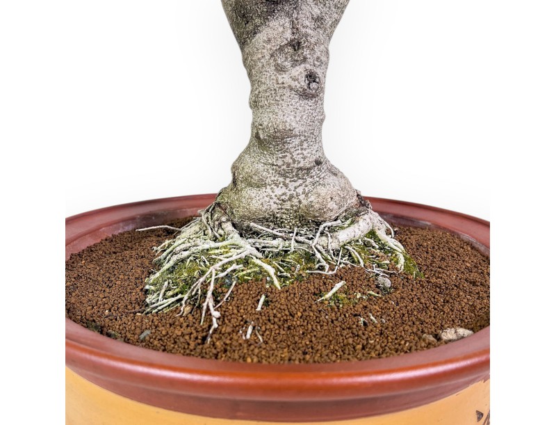 Bonsai di Ceratonia siliqua - Carrubo %separator% %category% sempreverde
