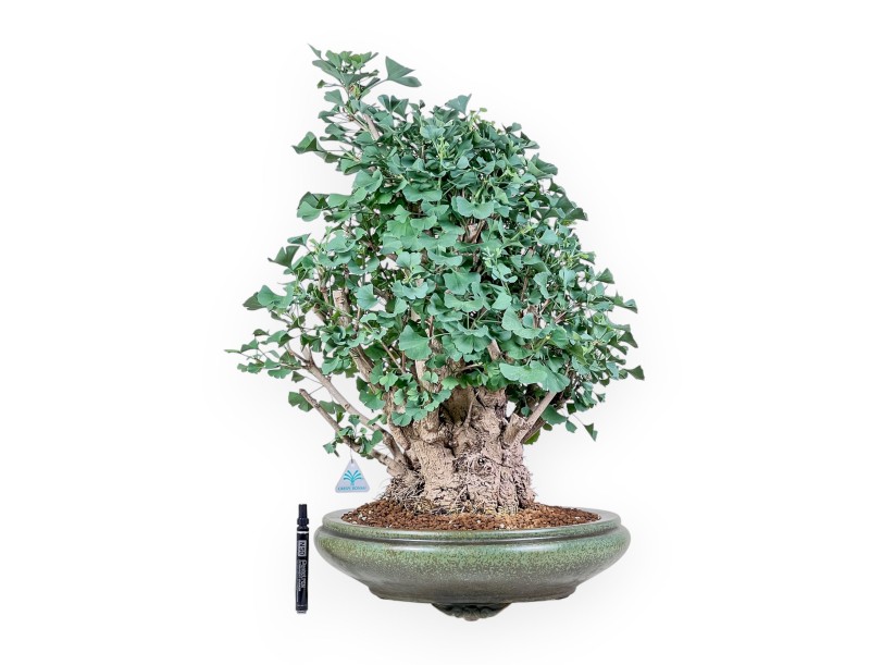 Bonsai di Ginkgo biloba %separator% %category%