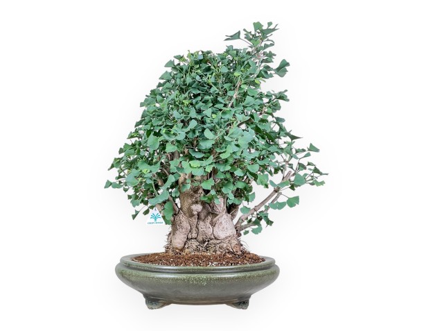 Bonsai di Ginkgo biloba %separator% %category%