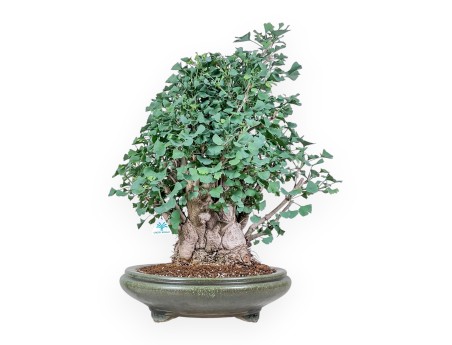 Bonsai di Ginkgo biloba %separator% %category%