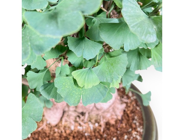 Bonsai di Ginkgo biloba %separator% %category% 2