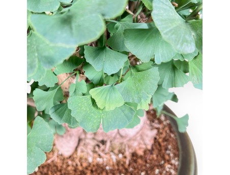 Bonsai di Ginkgo biloba %separator% %category%