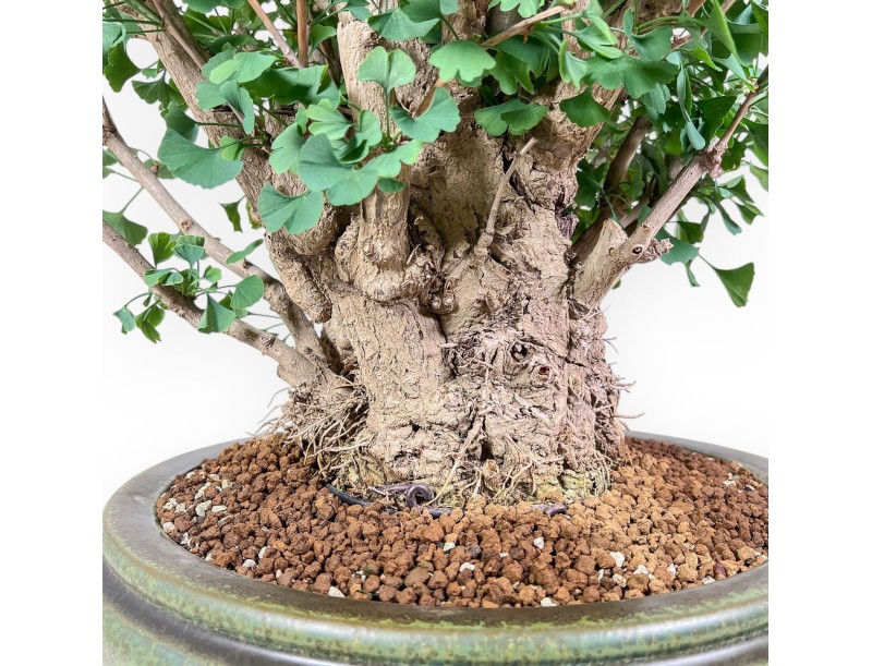 Bonsai di Ginkgo biloba %separator% %category%