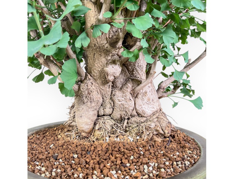 Bonsai di Ginkgo biloba %separator% %category%