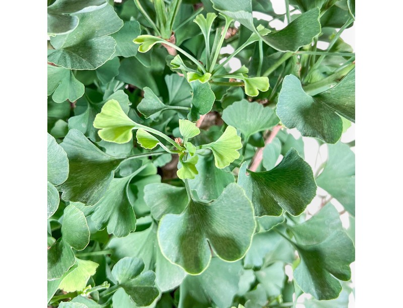 Bonsai di Ginkgo biloba %separator% %category%