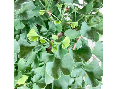 Bonsai di Ginkgo biloba %separator% %category%