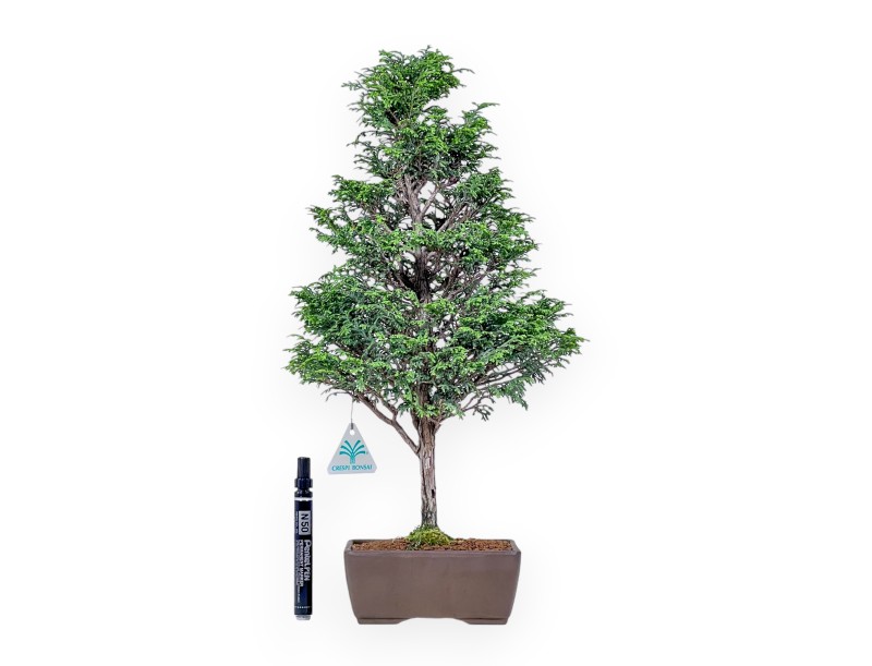Bonsai di Chamaecyparis obtusa %separator% %category%