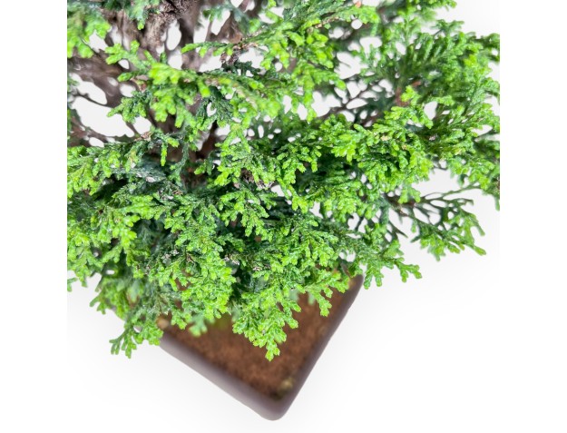 Bonsai di Chamaecyparis obtusa %separator% %category% 2