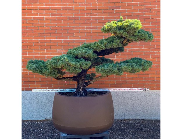 Pinus pentaphylla %separator% %category% 2