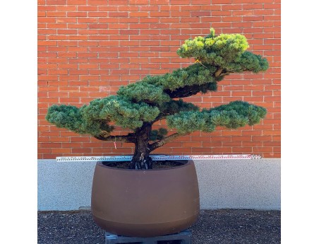 Pinus pentaphylla %separator% %category%