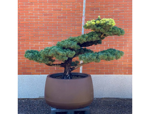 Pinus pentaphylla %separator% %category%