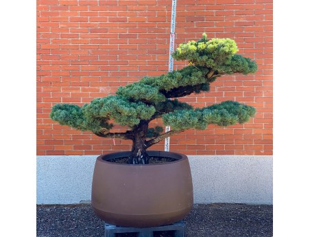 Pinus pentaphylla %separator% %category%