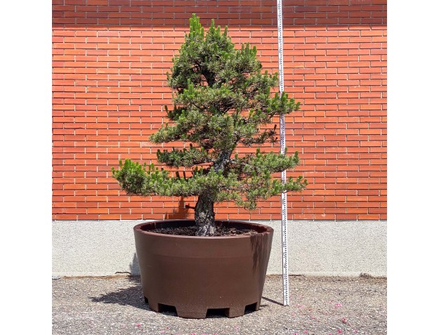 Pinus thunbergii kotobuki - Pino nero %separator% %category%
