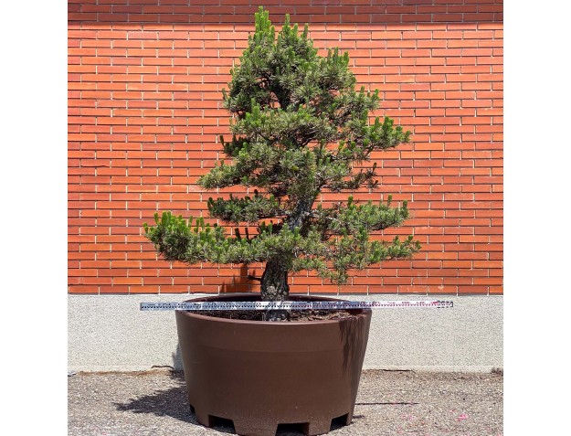 Pinus thunbergii kotobuki - Pino negro %separator% %category% 2