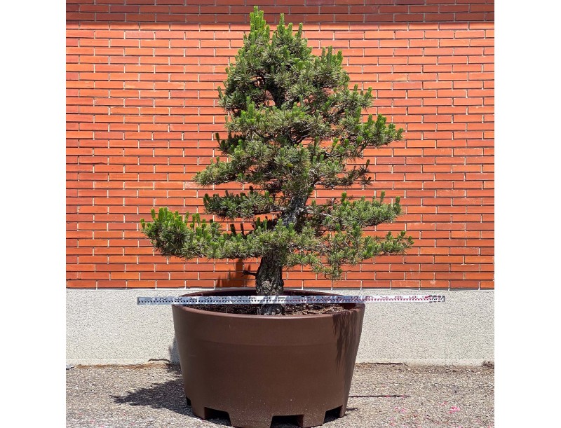 Pinus thunbergii kotobuki - Pin noir %separator% %category%