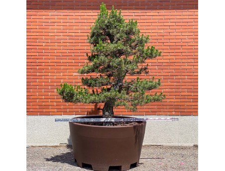 Pinus thunbergii kotobuki - Pino nero %separator% %category%
