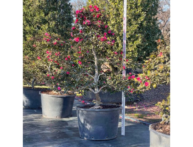 Camellia sasanqua - Camelia %separator% %category%