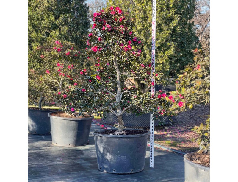 Camellia sasanqua – Kamelie %separator% %category%
