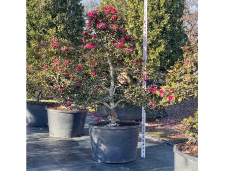 Camellia sasanqua - Camelia %separator% %category%