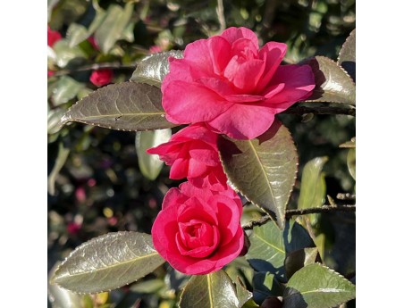 Camellia sasanqua – Kamelie %separator% %category%
