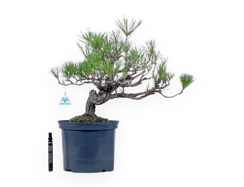Bonsái de Pinus thunbergii - Pino negro %separator% %category%