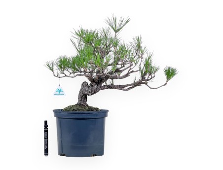 Bonsái de Pinus thunbergii - Pino negro %separator% %category%