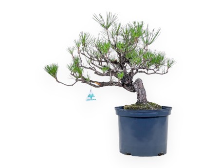 Pinus thunbergii bonsai – Black pine %separator% %category%