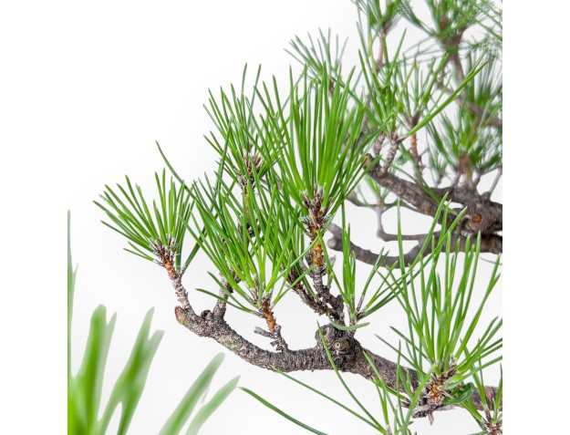 Bonsaï de Pinus thunbergii - Pin noir %separator% %category% 2