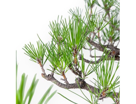 Pinus thunbergii bonsai – Black pine %separator% %category%