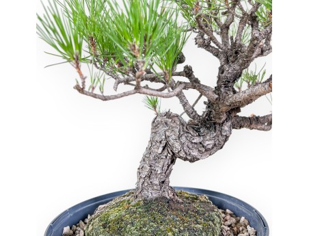 Pinus thunbergii bonsai – Black pine %separator% %category%