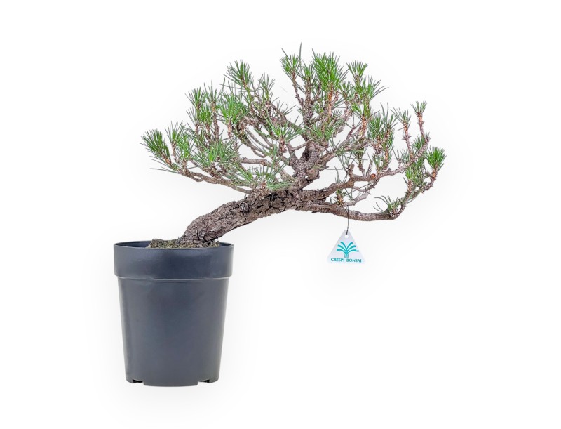 Bonsaï de Pinus thunbergii - Pin noir %separator% %category%