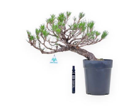 Pinus thunbergii bonsai – Black pine %separator% %category%