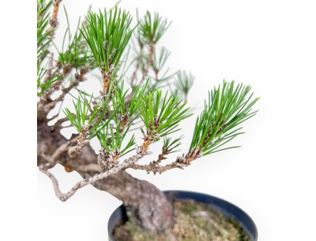 Bonsai di Pinus thunbergii - Pino nero %separator% %category%