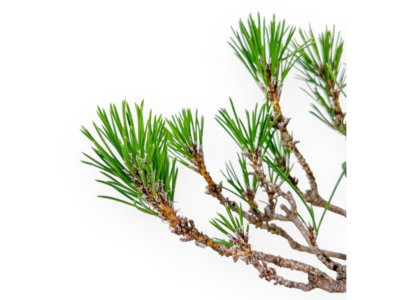 Pinus thunbergii bonsai – Black pine %separator% %category%
