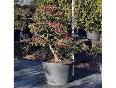 Camellia sasanqua - Camellia %separator% %category%