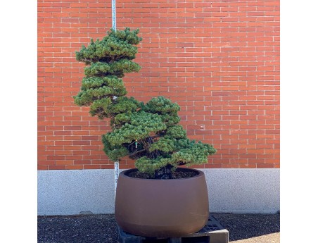 Pinus pentaphylla %separator% %category%