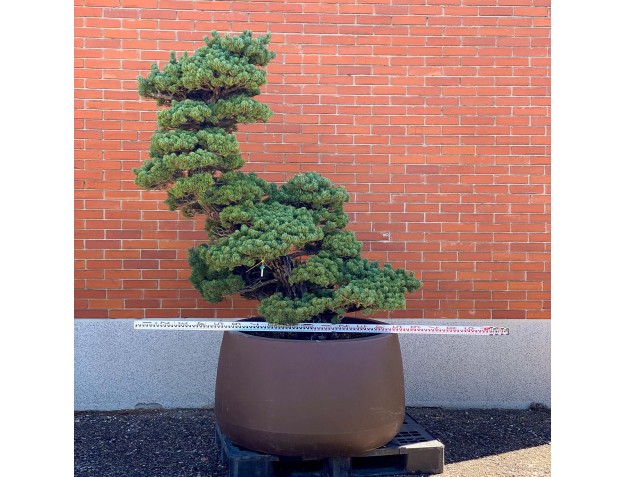 Pinus pentaphylla %separator% %category% 2