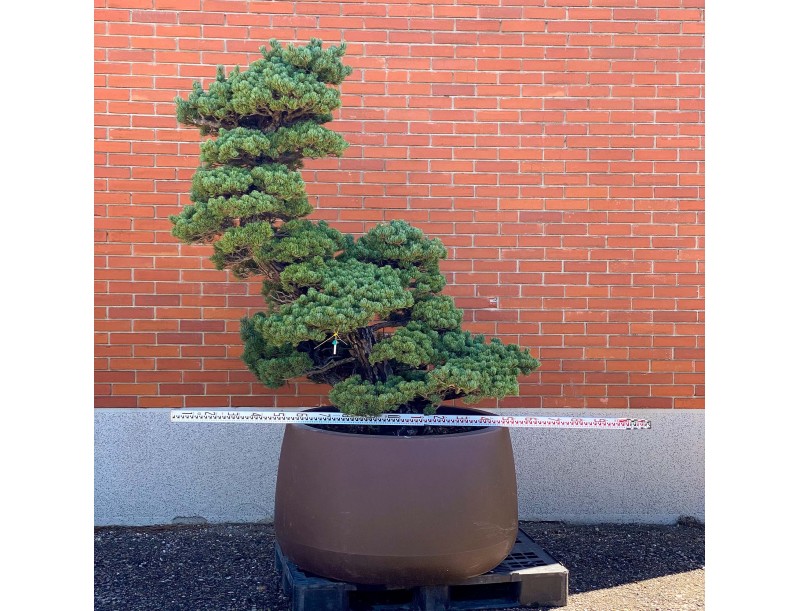 Pinus pentaphylla %separator% %category%