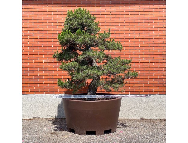 Pinus thunbergii kotobuki - Pino nero %separator% %category% 2
