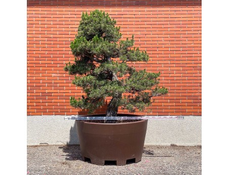 Pinus thunbergii kotobuki - Black pine %separator% %category%