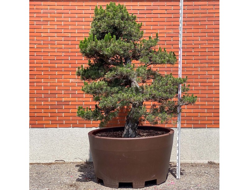 Pinus thunbergii kotobuki - Black pine %separator% %category%