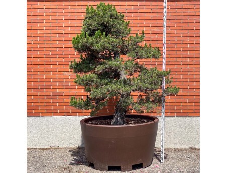 Pinus thunbergii kotobuki - Pin noir %separator% %category%