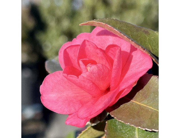 Camellia sasanqua - Camelia %separator% %category% 2